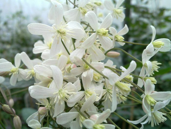 <span style="font-weight: bold;">Клематис прямой</span>&nbsp;<span style="font-style: italic;">Clematis recta</span>