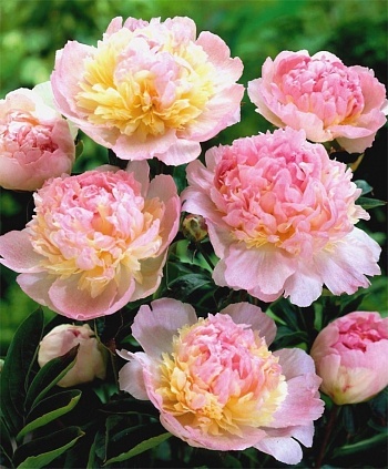 Пион молочноцветковый<span style="font-weight: bold;"> Распберри Сандей&nbsp;</span>Диаметр цветка 18 см. Цветок состоит сразу из желтого, белого и розовых оттенков. Высота 70-80 см. Цветение с середины июня.<br>