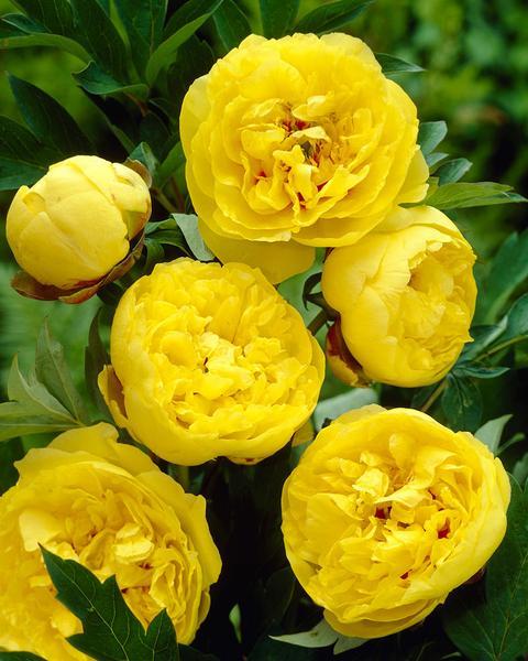 Пион <span style="font-weight: bold;">Ито-гибрид Йеллоу Краун.&nbsp;</span>Диаметр цветка 20-25 см. Цветок полумахровый, ярко-жёлтый. Высота 60-80 см. Цветение с конца июня, цветения 2-4 недели.