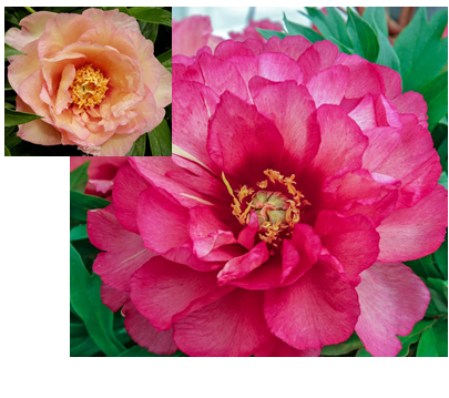 Пион <span style="font-weight: bold;">Ито-гибрид Юлия Роуз</span>. Цветки полумахровые, меняющие окраску от малиново-розовых при роспуске до кремово-жёлтых в конце цветения. Высота куста  90 см. Диаметр цветка 20 см. Период цветения июль.